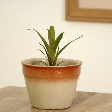 Vriesea carinata Christiane - Flaming sword plant