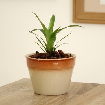 Vriesea Delphinius - Flaming sword plant