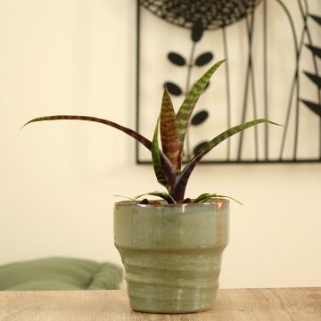 Vriesea Favorite - Flaming sword plant