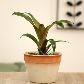 Vriesea Ida - Flaming sword plant