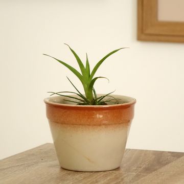Vriesea Madonna - Flaming sword plant