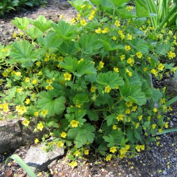 Waldsteinia geoides 