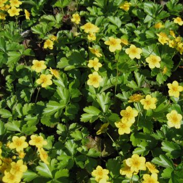 Waldsteinia ternata - Fraisier stérile jaune