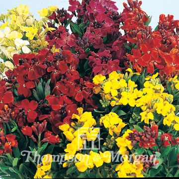 Wallflower Bedding Mixed Seeds