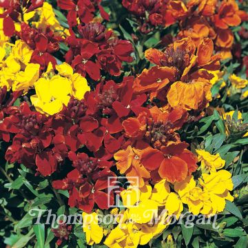 Dwarf Wallflower Brilliant Bedder Series Mixed Seeds