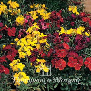 Dwarf Wallflower Tom Thumb Mixed Seeds