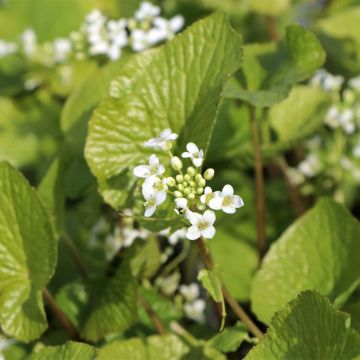 Japanese Wasabi - Eutrema japonicum