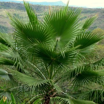 Washingtonia robusta - Mexican Fan Palm