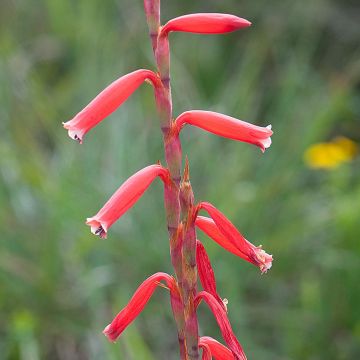 Watsonia aletroides