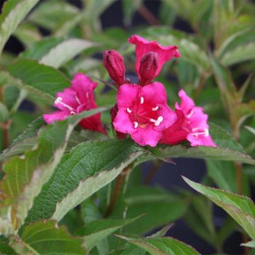 Weigela florida (x) coraeensis Bristol Ruby