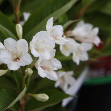 Weigela (x) florida  Candida