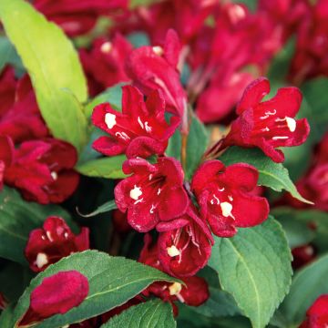 Weigela florida Cherry Love