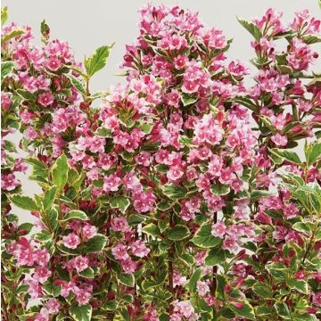 Weigela Kosteriana Variegata