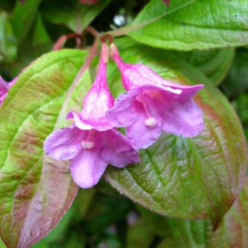 Weigela florida Wings of Fire