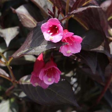 Weigela  florida Alexandra