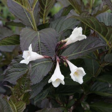 Weigela (x) florida Ebony and Ivory®