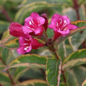 Weigela florida Moulin Rouge® 'Brigela'