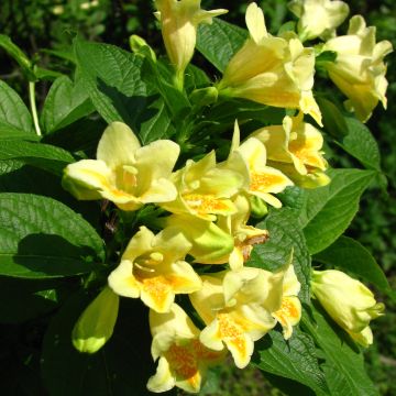 Weigela middendorffiana - Weigelia de middendorf