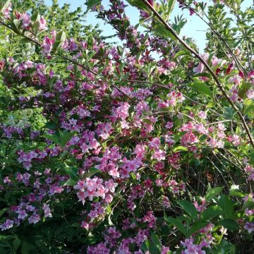 Weigela florida Stelzneri