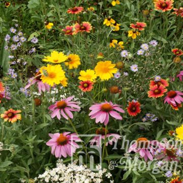 Honey Bee Flower Mix