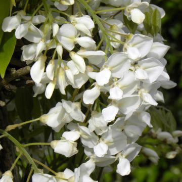 Wisteria venusta