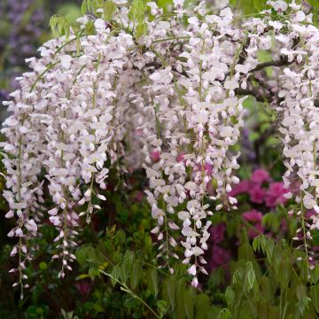 Wisteria floribunda Lipstick