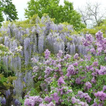 Wisteria floribunda Macrobotrys De Belder