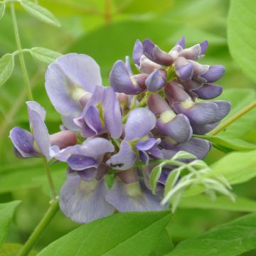 Wisteria frutescens Amethyst Falls