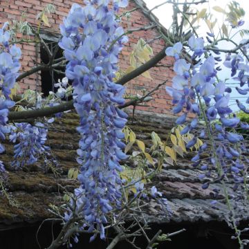 Wisteria frutescens var. macrostachya Blue Moon