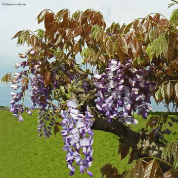 Wisteria sinensis Blue Line