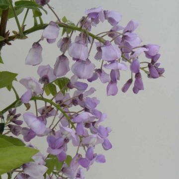 Wisteria venusta Okayama