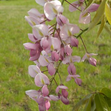 Wisteria venusta Rosea