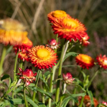 Xerochrysum bracteatum Granvia Dark Orange Flame