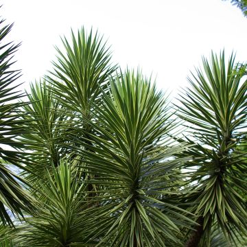 Yucca aloifolia