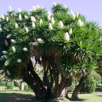 Yucca elephantipes