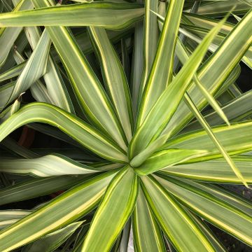 Yucca elephantipes Jewel