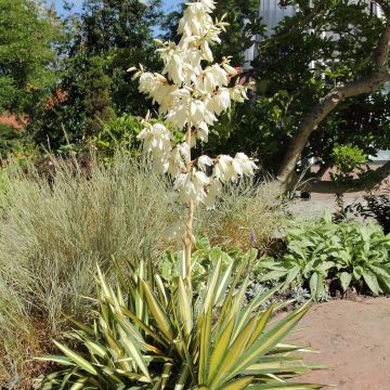 Yucca filamentosa Color Guard