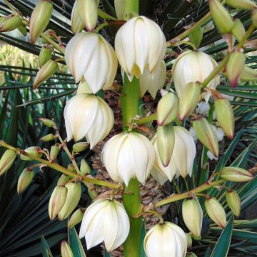 Yucca gloriosa - Spanish Dagger