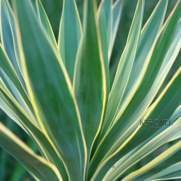 Yucca gloriosa Variegata - Spanish Dagger