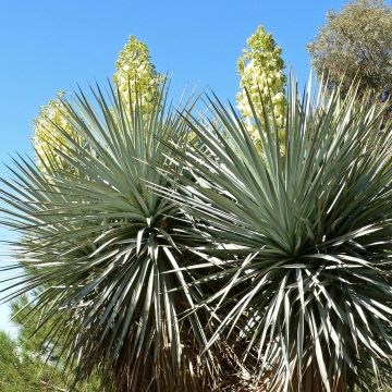 Yucca rigida