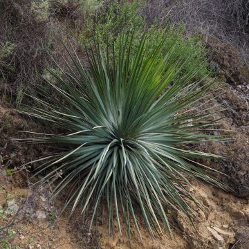 Yucca whipplei