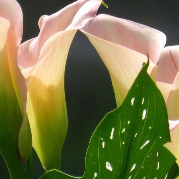 Zantedeschia elliottiana Captain Marrero - Calla Lily