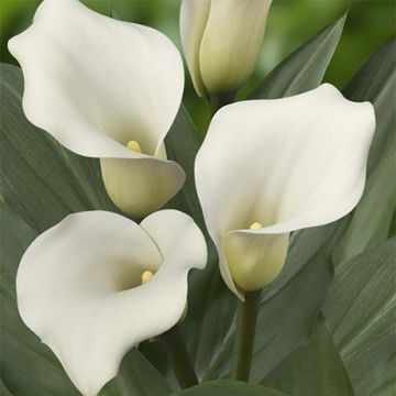 Zantedeschia elliottiana Captain Mirage - Calla Lily