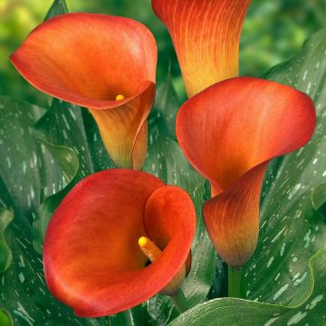 Zantedeschia elliottiana Captain Murano - Calla Lily