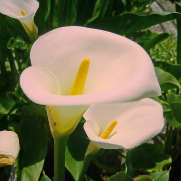 Zantedeschia aethiopica Pink Mist - Arum-lily