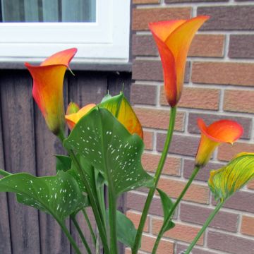 Zantedeschia elliottiana Flame - Calla Lily