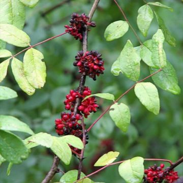 Zanthoxylum americanum