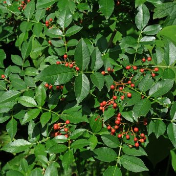 Zanthoxylum coreanum