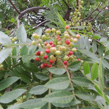 Zanthoxylum piperitum