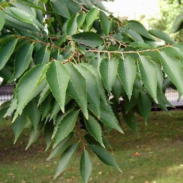 Zelkova serrata - Orme de Sibérie